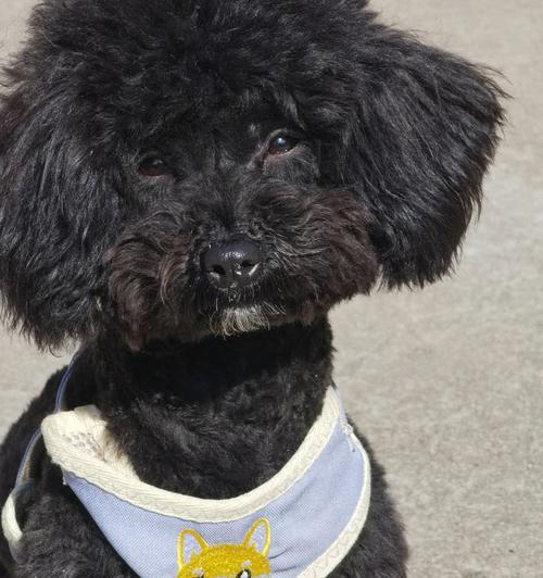 泰迪毛发养护15个关键步骤：让毛发更长更美