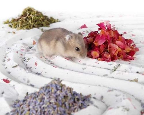 仓鼠洗澡的最佳时机与健康护理技巧详解