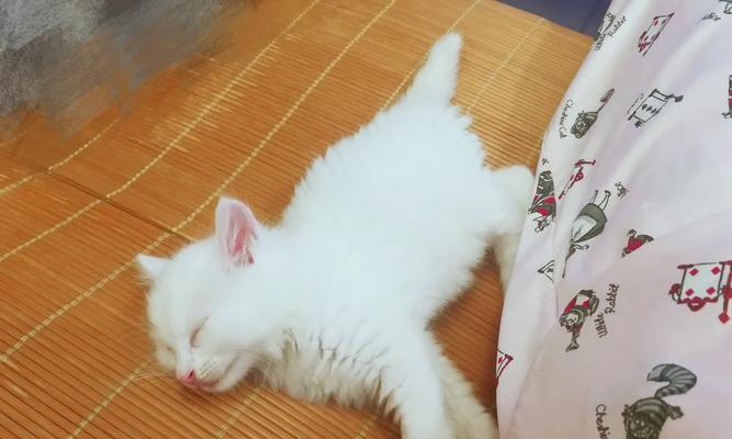 猫咪离乳期的定义时机与注意事项解析