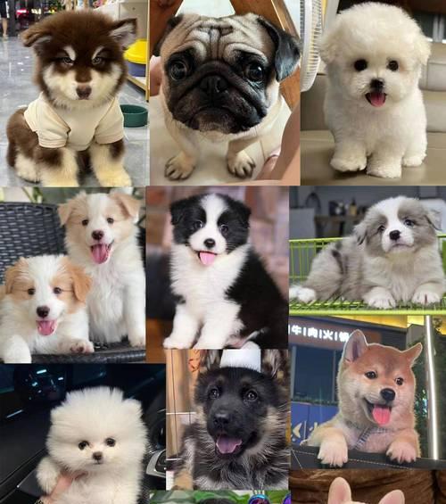 经济实惠大型犬推荐：品种选择与预算控制指南