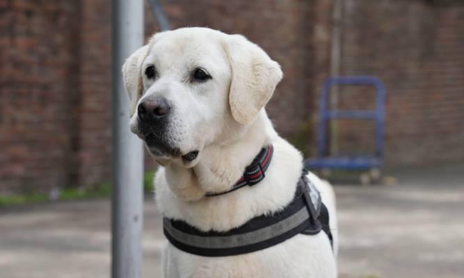 如何选择最佳警犬品种：特点与能力全解析