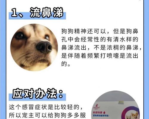 狗狗发烧的预防与护理措施，掌握这些方法帮助宠物健康恢复