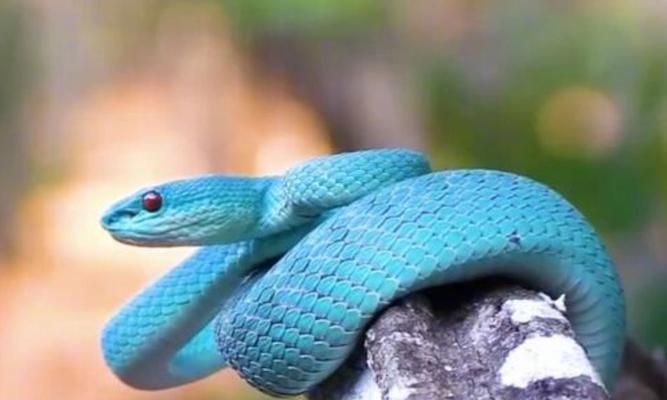 探索世界蛇肉美食文化与传统食用方式