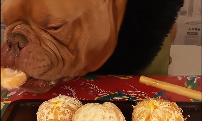 幼犬安全水果选择与营养补充指南