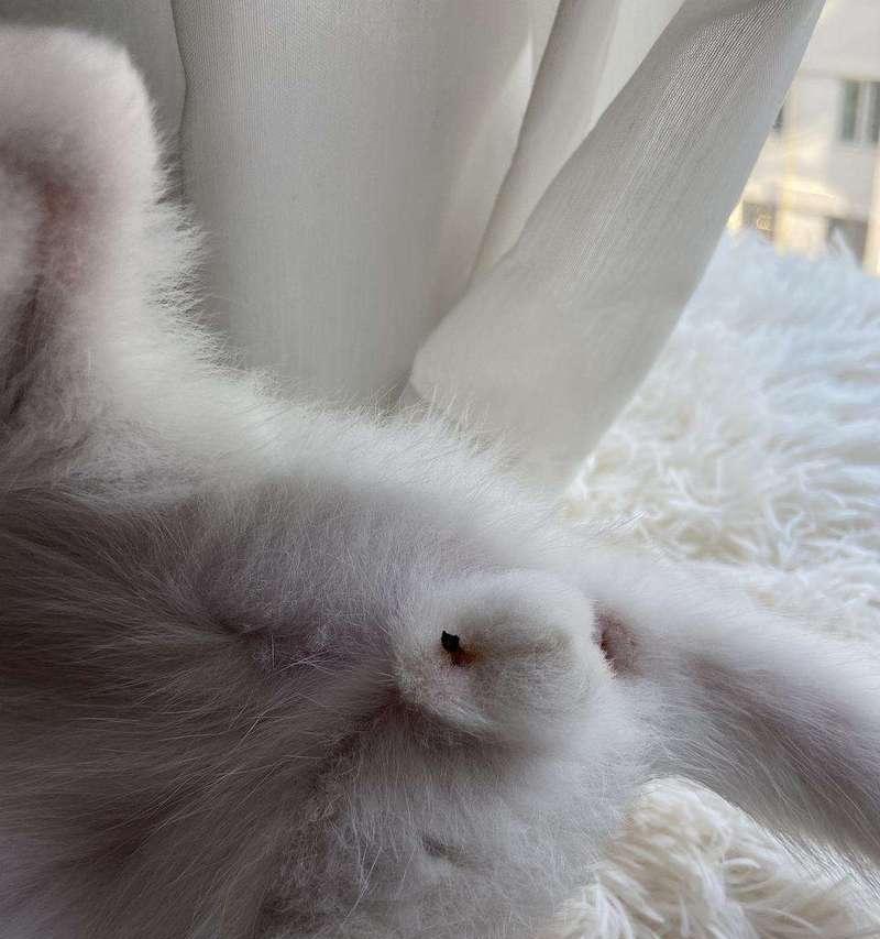 勇敢猫咪探险世界奇景：激发冒险精神的旅程故事