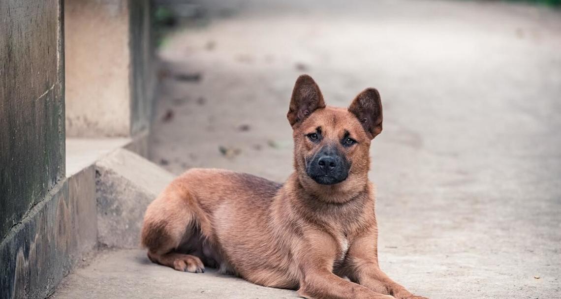 土狗作为宠物的优势与饲养价值解析