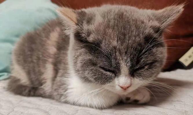 小猫疫苗接种的重要性、时机与注意事项解析