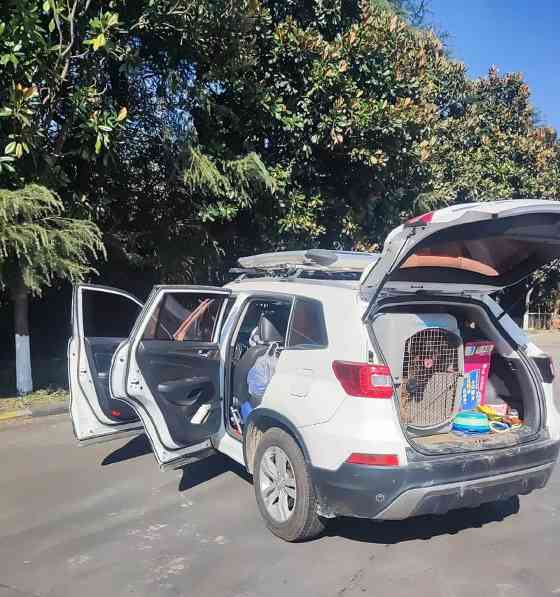 适合带狗出行的车型选择与安全舒适指南