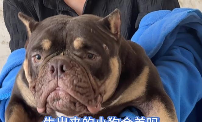 恶霸杂交犬饲养指南：性格特点与健康管理