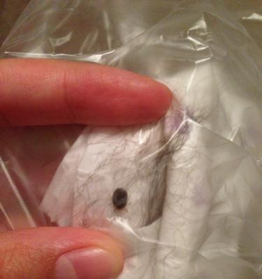 狗身上常见寄生虫预防与治疗方法全解析