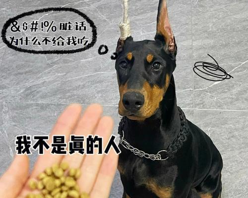 杜宾犬饮食指南：营养需求与饮食护理全攻略