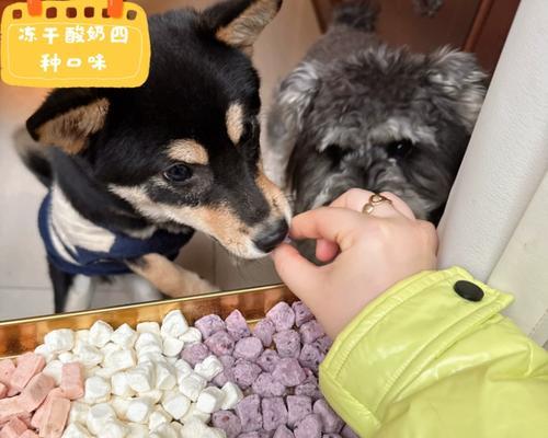 比熊狗健康零食选择指南与饮食注意要点
