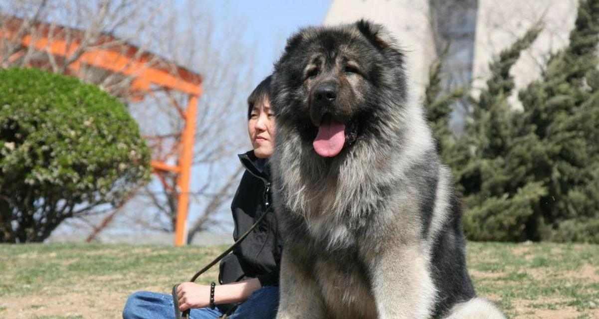 高加索犬相似犬种遗传奥秘与外貌成因解析