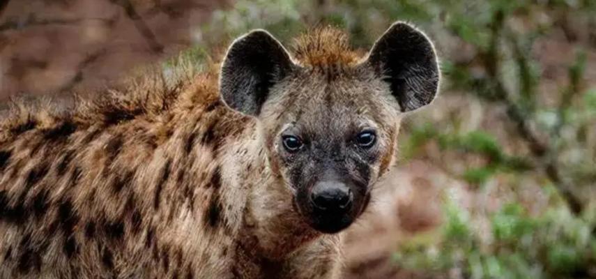 藏獒怕老虎原因解析：体型差异与生态地位对比