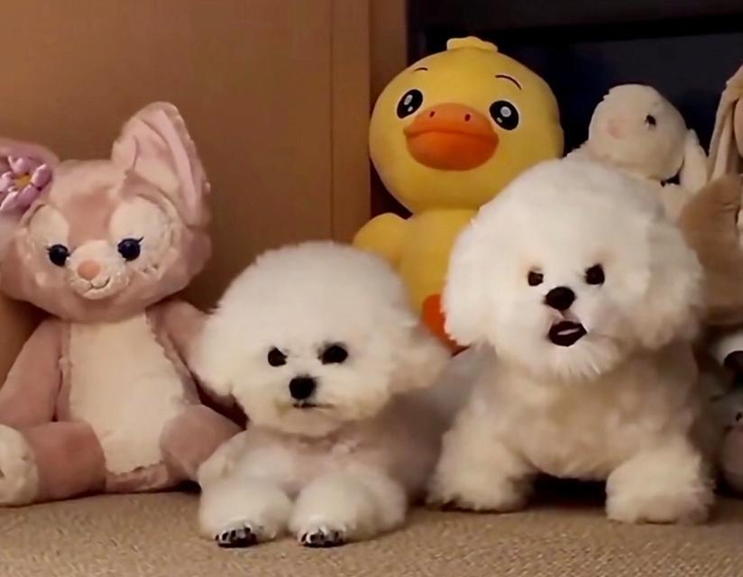 狗半夜跑出去的原因及解决方法