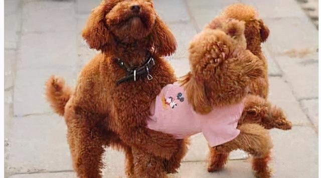 公泰迪狗抱腿行为的15种心理解读，了解狗狗情感表达的秘密