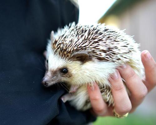 刺猬不能吃什么食物禁忌清单 宠物饲养注意事项