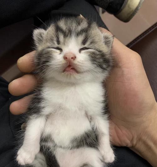 家猫食物需求全攻略：营养搭配与喂养注意事项详解