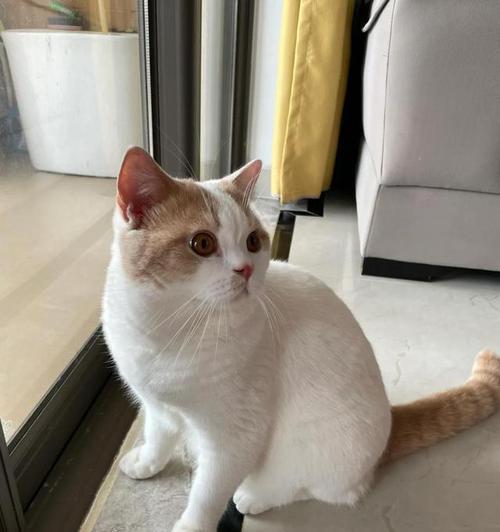 猫科动物心肌厚度影响因素全解析：遗传饮食疾病多重作用机制