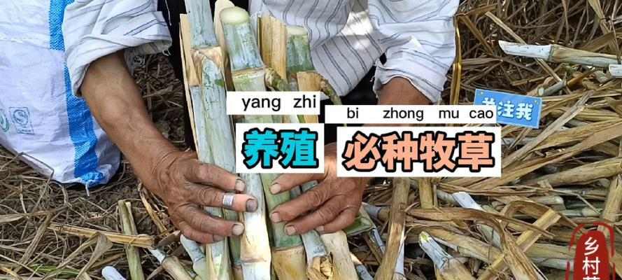 三个月藏獒喂养指南：科学饮食搭配助力健康成长