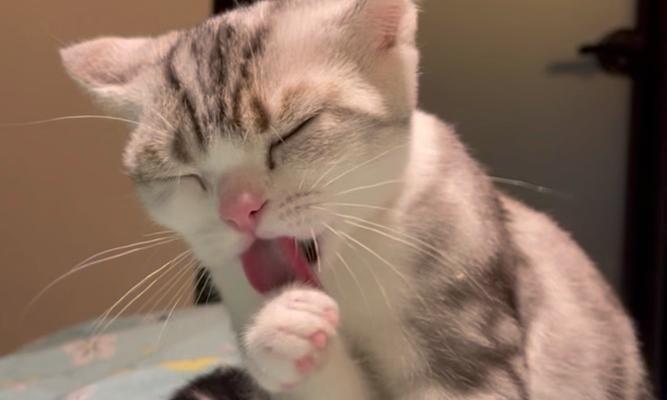 猫咪为什么喜欢舔衣服？揭秘猫咪舔衣物的真正原因