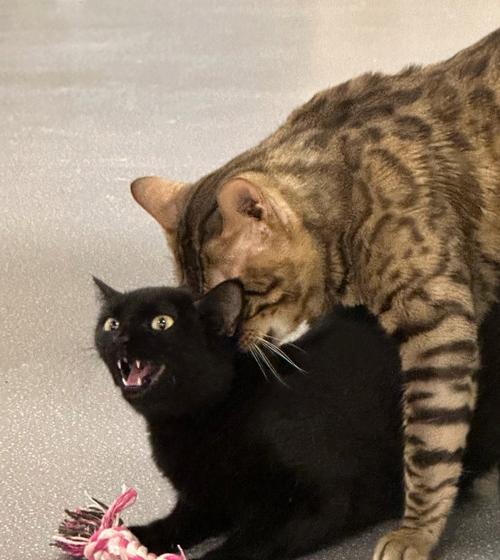 Jerry狗品种特点全解：外貌性格训练及养护指南