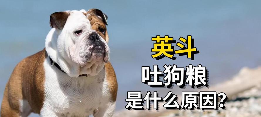 狗狗为什么要吃狗粮？全面解析狗粮的营养价值与重要作用