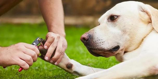 狗狗用爪子拍打主人是什么意思，解读犬类肢体语言奥秘