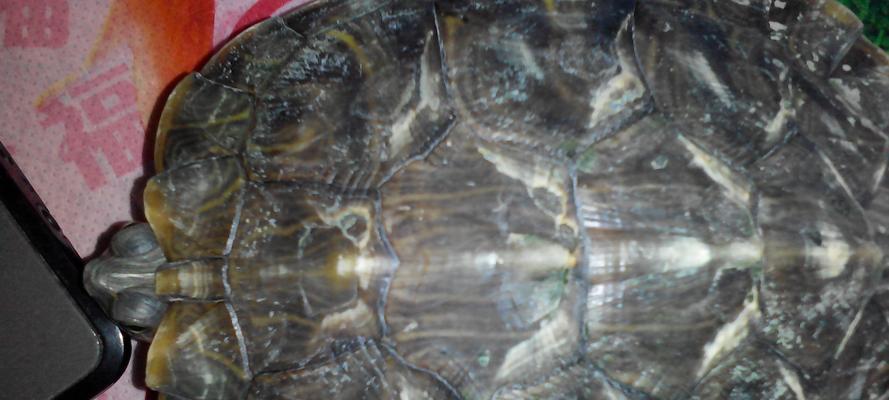 乌龟烂甲原因分析及全面预防指南