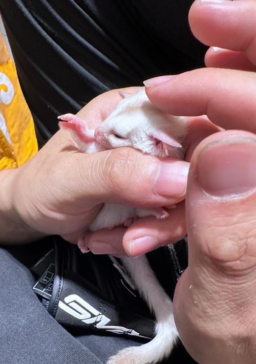 蜜袋鼯幼年期吃什么食物 主要营养来源详解