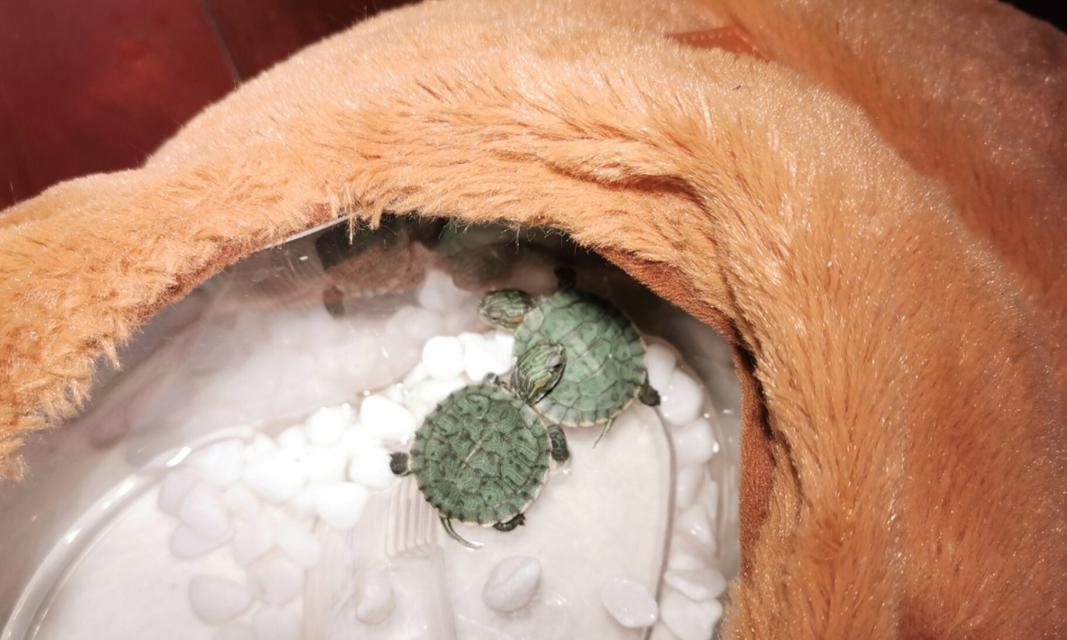 小巴西龟适宜水源选择与水质管理全攻略