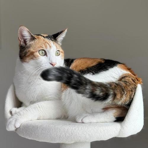 散养宠物的全面指南：自由与责任并重的饲养方式