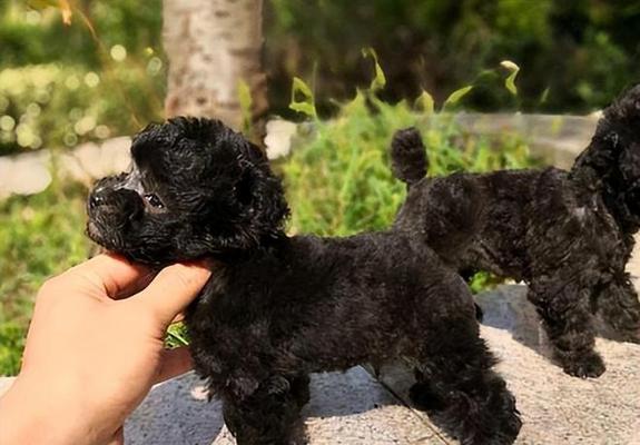 茶杯犬起源特点培育方法全解析，迷你犬种饲养指南