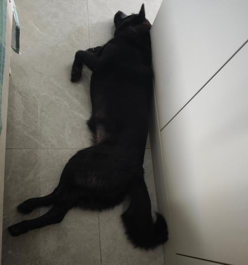 狗狗为什么爱叼东西？15个深层原因解析