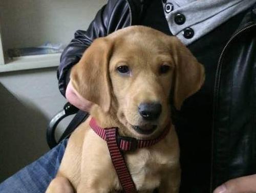 拉布拉多犬飞耳的奥秘：独特耳朵的功能与保护意义