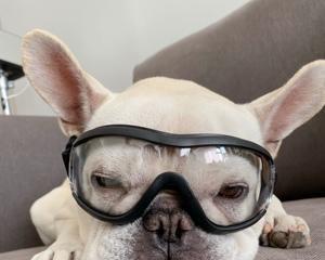 宠物眼镜的作用与选择指南：保护宠物视力提升形象