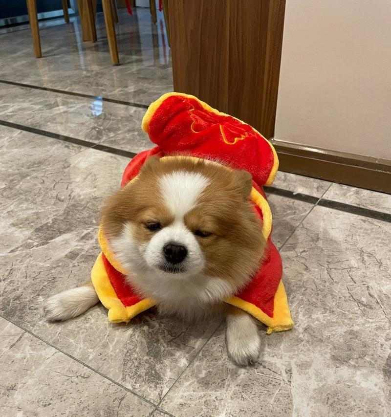 狗狗趴下姿势的深层含义：15种行为解读与心理分析