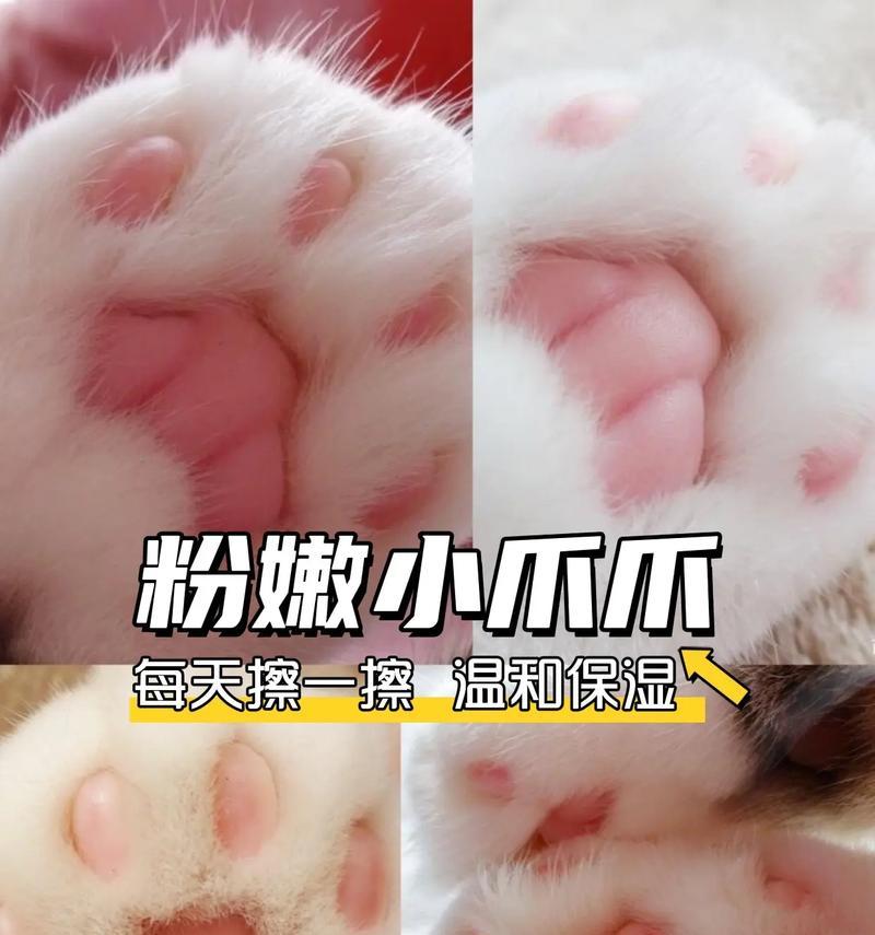 猫脚垫颜色秘密揭秘：黑色白色粉色脚垫成因解析