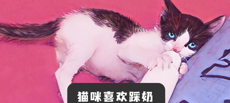 猫咪踩奶行为的真正含义与心理分析