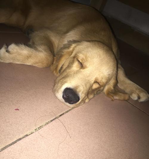 金毛犬饮食禁忌与药物反应全攻略，科学喂养守护健康