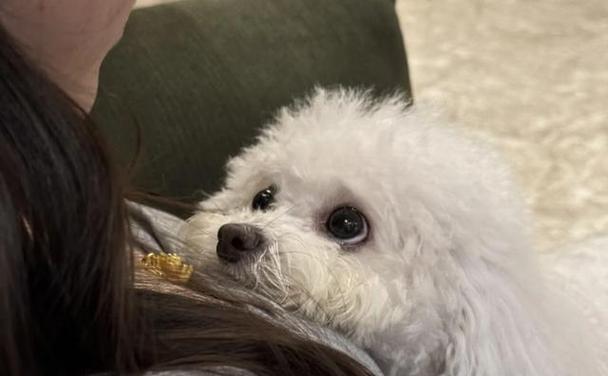 狗狗斑点花纹的美丽魅力与独特个性特征解析