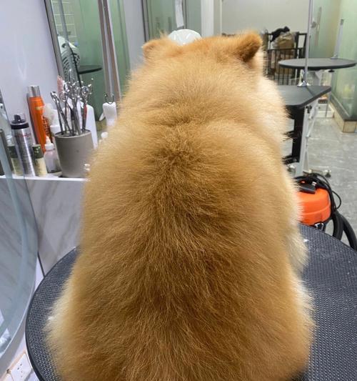 博美犬最佳发型选择指南：15种时尚造型让爱宠更迷人