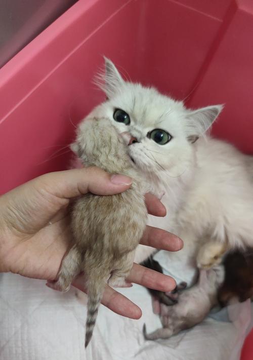 金吉拉猫咪金色毛发的神秘之美与文化象征意义