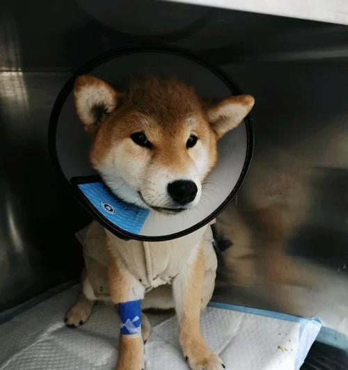 狗得细小后如何补血：15个饮食调理方法助爱犬恢复健康