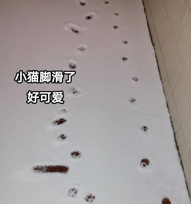 小猫脚部疾病预防与护理指南：常见病症识别及应对措施