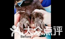 狗狗断甲时机与正确方法全攻略，守护爱宠爪部健康