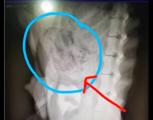 狗狗生死胎原因分析及预防方法详解