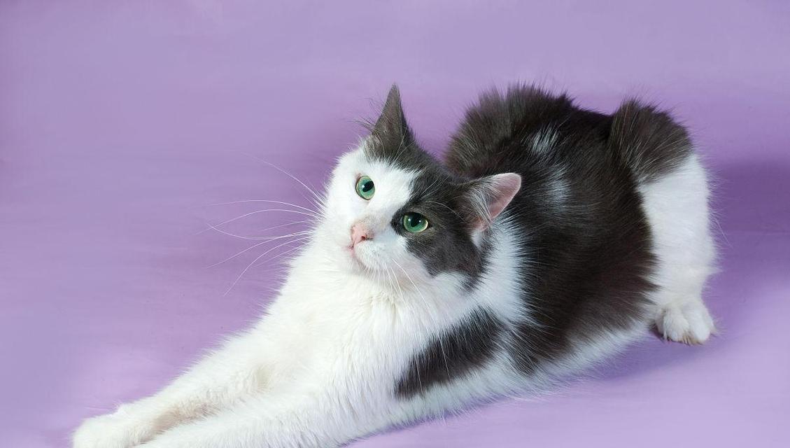 猫舌头变紫色是什么原因，如何判断是否需要就医