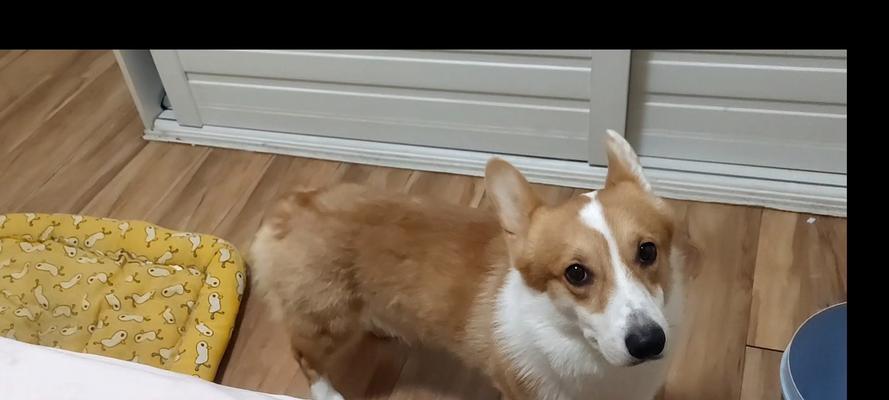 狗狗不吃饭还放屁是什么原因？全面解析肠胃问题解决方案