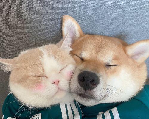 法国斗牛犬为什么比金毛犬贵？价格差异背后的原因分析